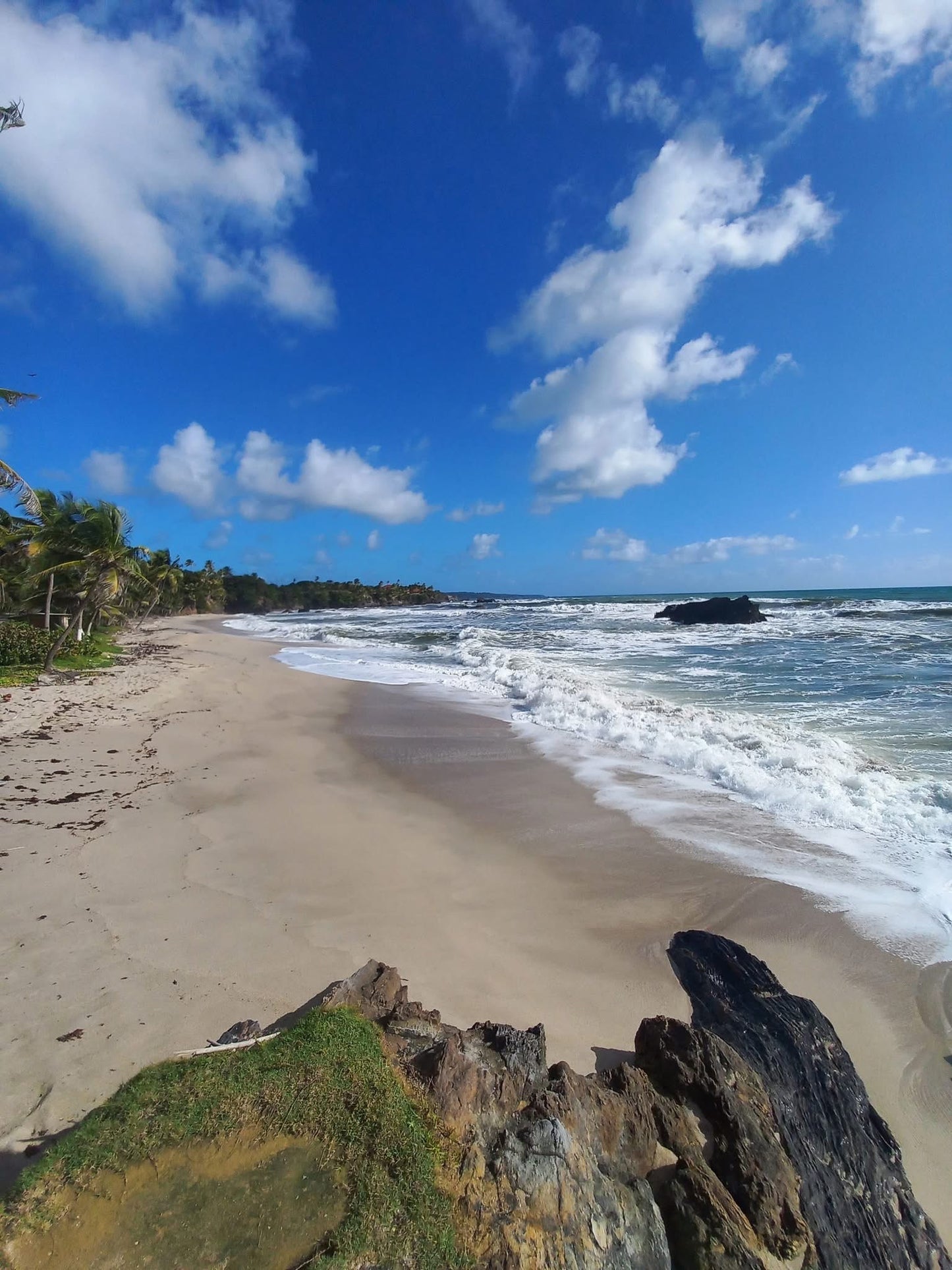 SANS SOUCI DECAF (Medium Dark Roast)