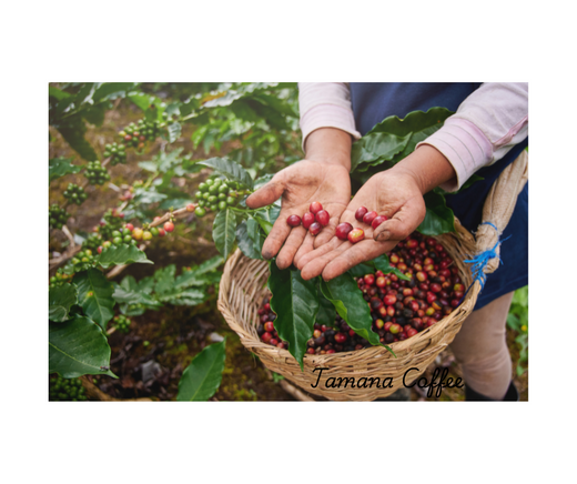 Pea Berry Coffee: Nature's rare Gem.