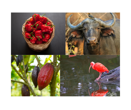 Buffalypso, Trinitario Cocoa, and the Scorpion Pepper: Trinidad and Tobago’s Extraordinary Trio