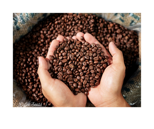 The Misnomer of Coffee Beans: What Are They Really?