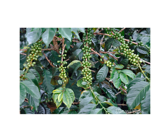 Beyond Arabica and Robusta: The Hidden World of Coffee Varieties