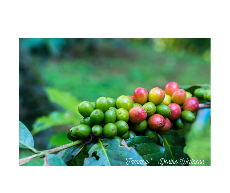 The World of Coffee Cultivars: What’s New and How It’s Shaping Specialty Coffee