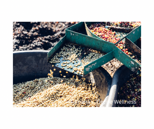 The Role of Washing in Coffee Bean Processing: How It Impacts Taste and Regional Practices