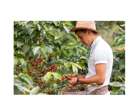 How Purchasing Small Farm Coffee Can Positively Impact the Environment