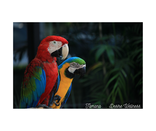 The Birds of Trinidad and Tobago: A Morning Symphony at Tamana Wellness Center.