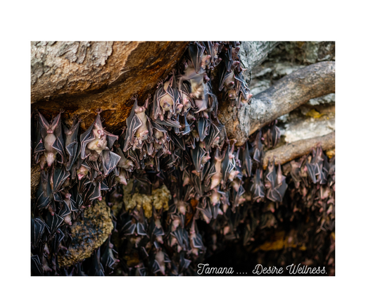 Explore the Mysteries of the Tamana bat cave: Nature's Hidden Gems.