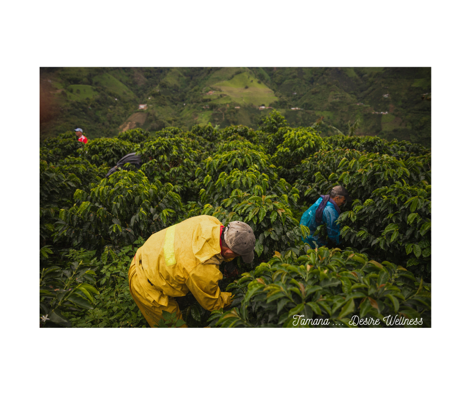 The Future of Coffee Farming in a Changing Climate