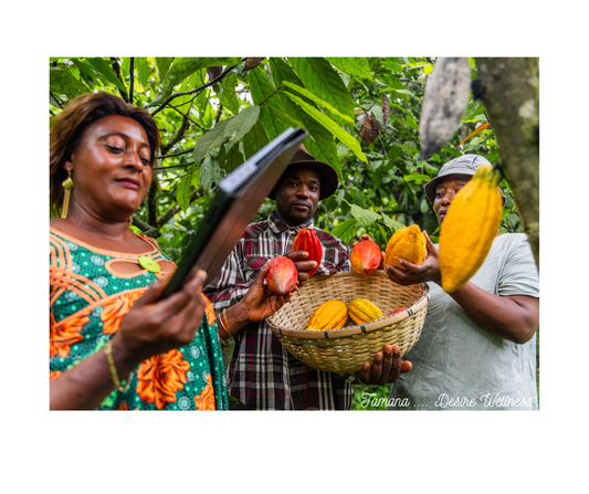 The Cocoa Industry in Tobago: A Legacy of Flavor and Tradition