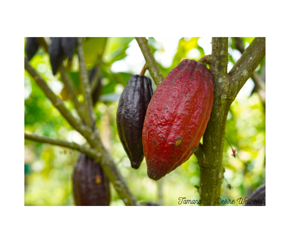 Trinidad and Cocoa: A Legacy Reborn