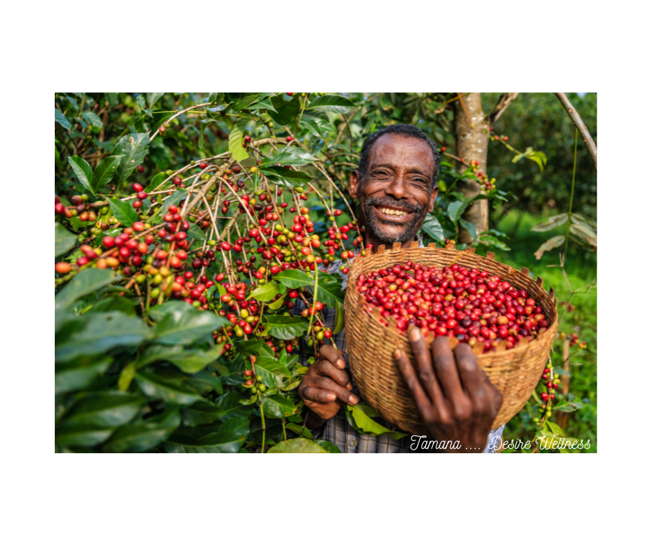 Beyond Arabica and Robusta: The Untold Story of Excelsa and Liberica Beans