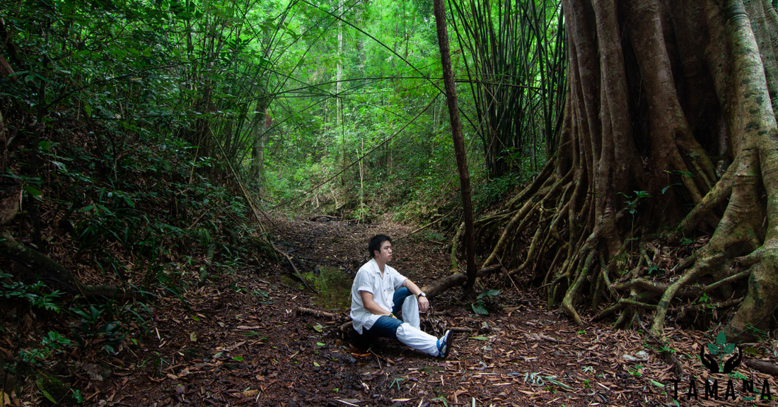 forest therapy experience in Caribbean rainforest with natural light and peaceful surroundings