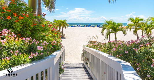 white walkway leading to florida beach boarded by flowering shrubs