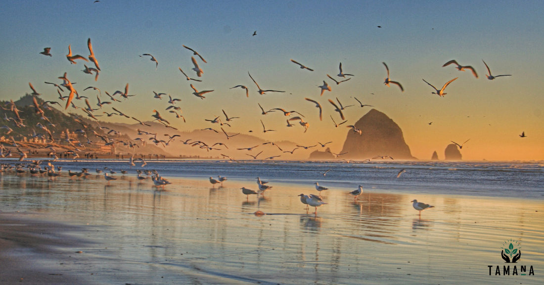 cannon beach evening time with lots of seagulls