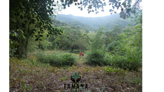 The Tamana Philosophy: Coffee, Wellness, and the Desire to Return to What Matters