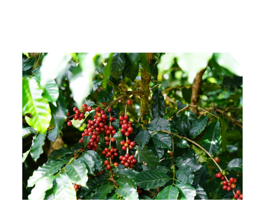 Beyond the Brew: Exploring the Many Uses of Coffee and the Coffee Plant