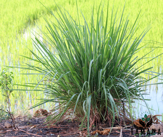 Lemongrass Tea: Benefits, Uses, and the Caribbean Tradition of Healing