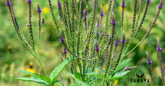 Vervain Tea: Benefits, Uses, and the Caribbean Tradition of a Calming Herb