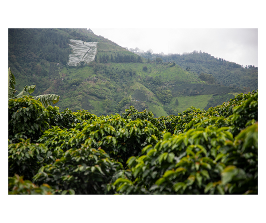 Coffee Plantations and Wildlife: Why Sustainable Practices Matter