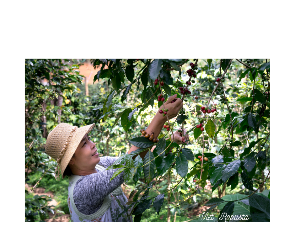 Vietnam: The Quiet Giant of Coffee Production