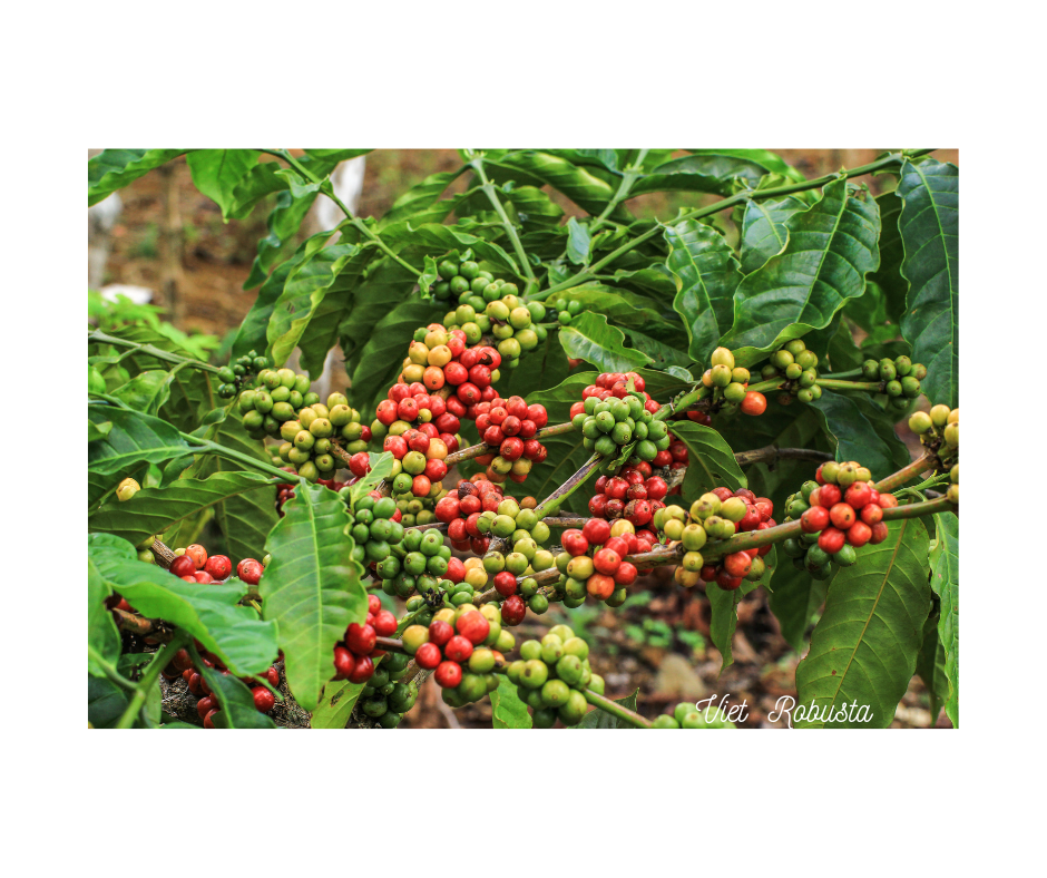 Arabica vs. Robusta