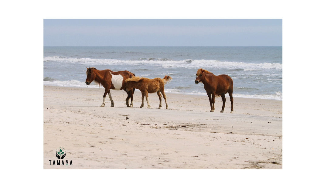3 wild horses on beach in assateague island