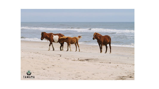 3 wild horses on beach in assateague island