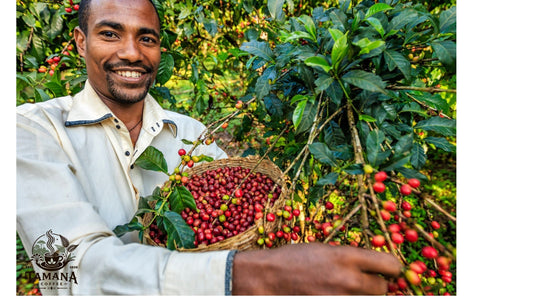 picking coffee beans and full basket of beans by smiling coffee farmer in Ethiopia