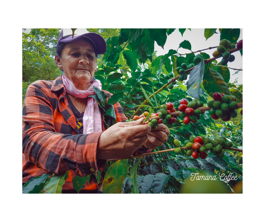 The Role of Women in Coffee Production Around the World