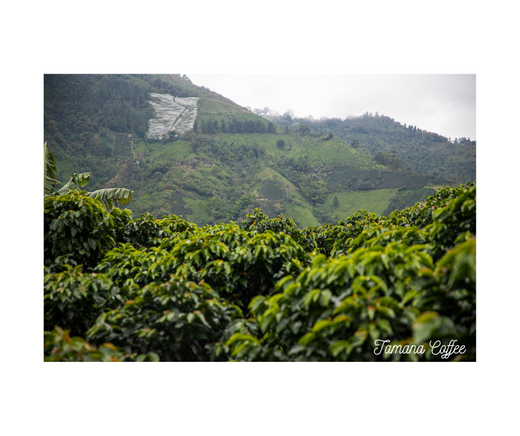 Organic vs. Conventional Coffee Farming: What’s Better for the Planet?