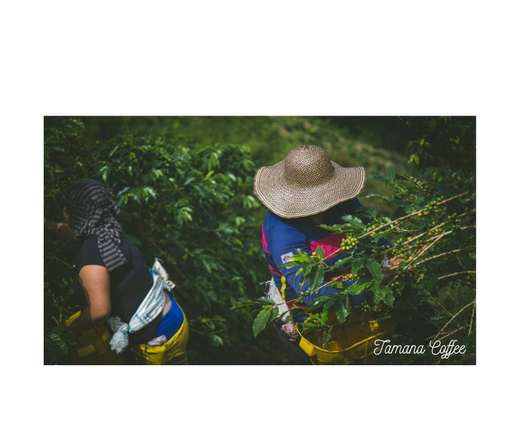 The Art of Coffee Harvesting: How Cherries Are Handpicked on Small Farms