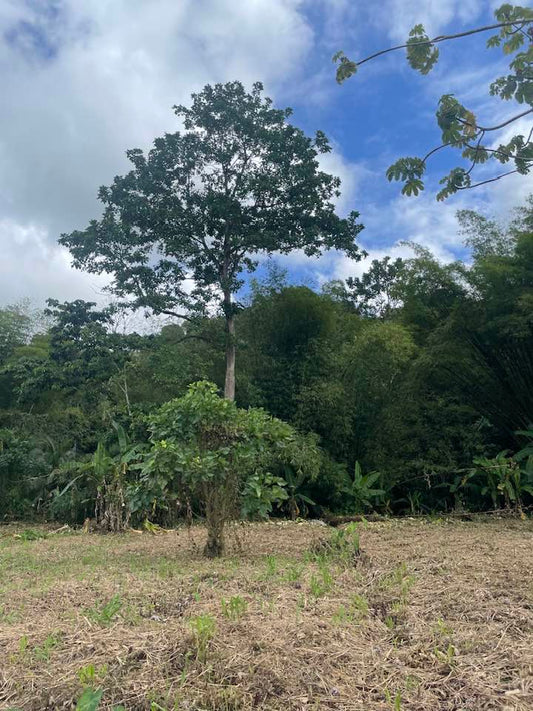 The Immortelle Tree: A Timeless Shade for Trinidad's Coffee.