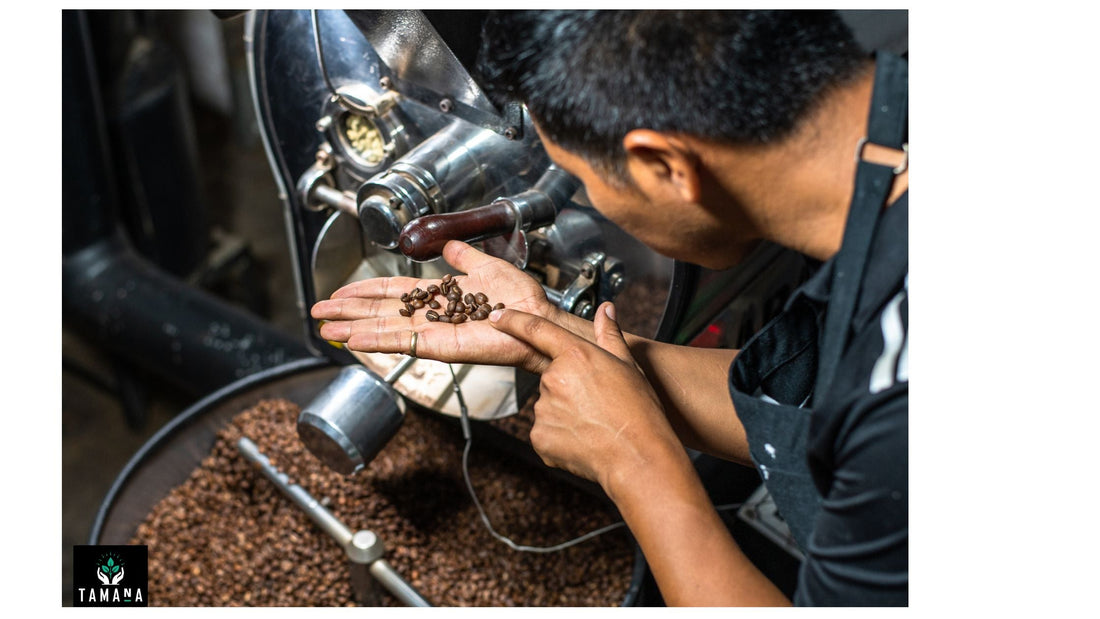 specialty coffee beans being roasted and is inspected for quality
