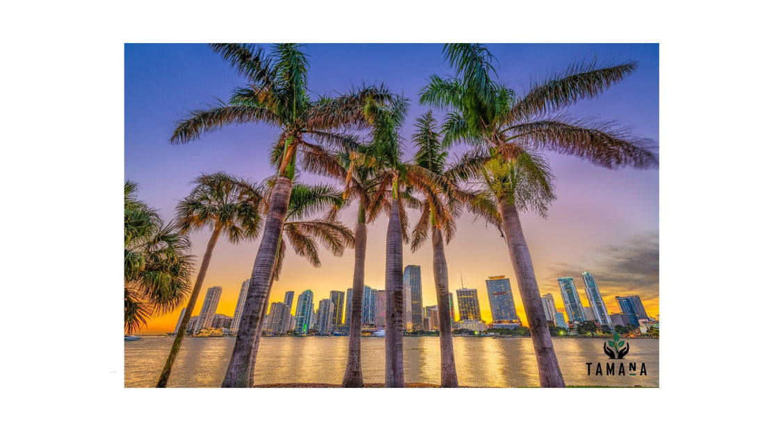 Coffee Culture in Miami: The Complete Guide (2026)