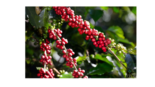 Best Coffee for Hot Summer Mornings (2026 Guide)