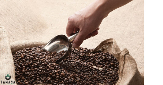 dark brown coffee beans scoop out of a bag